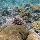 Illustration for article titled Snapchats New Coral Lenses Transport You Under the Sea